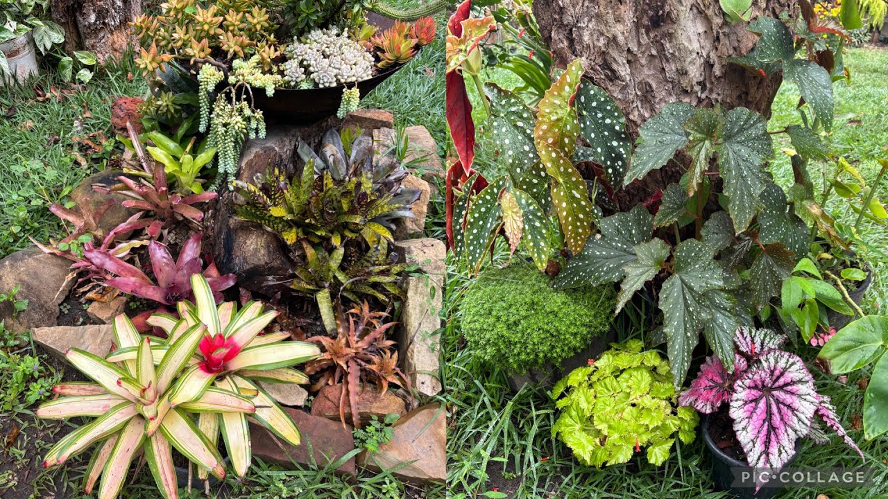 Plantas Nativas do Brasil para Cultivar em Vasos 🇧🇷🪴