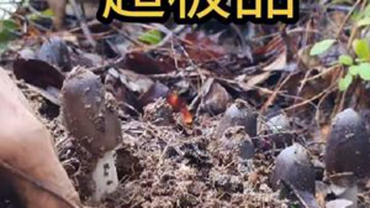 最好的鸡枞出了 这两天的都是极品 一天比一天漂亮#鸡枞