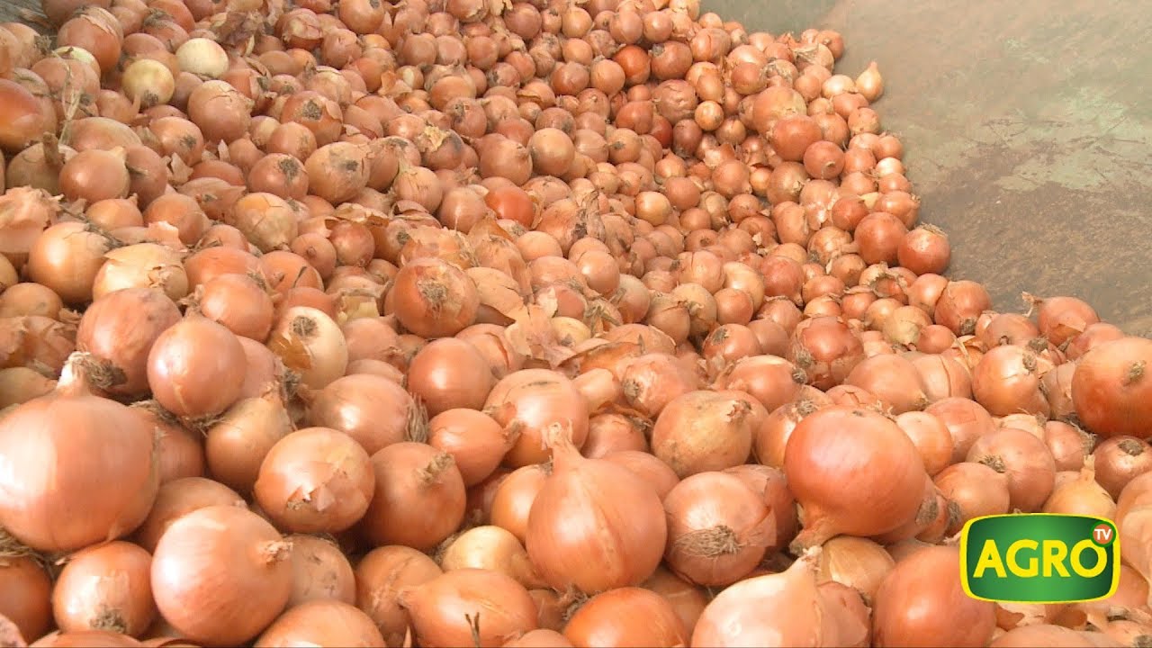Cebolla Argentina certificada en origen (#770 2018-05-05)