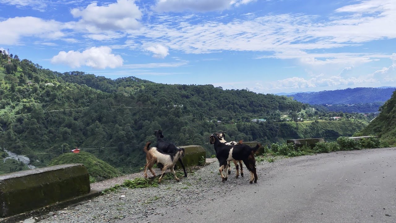 Jia valley , Palampur, Kangra, Himachal Pradesh, India 
