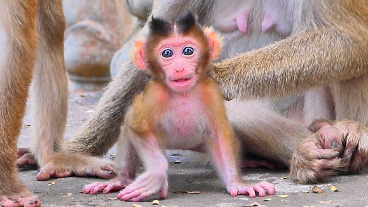 Baby Monkey Stays Close to Mama — Gentle Love and Warmth in the Wild 🐒🌿.