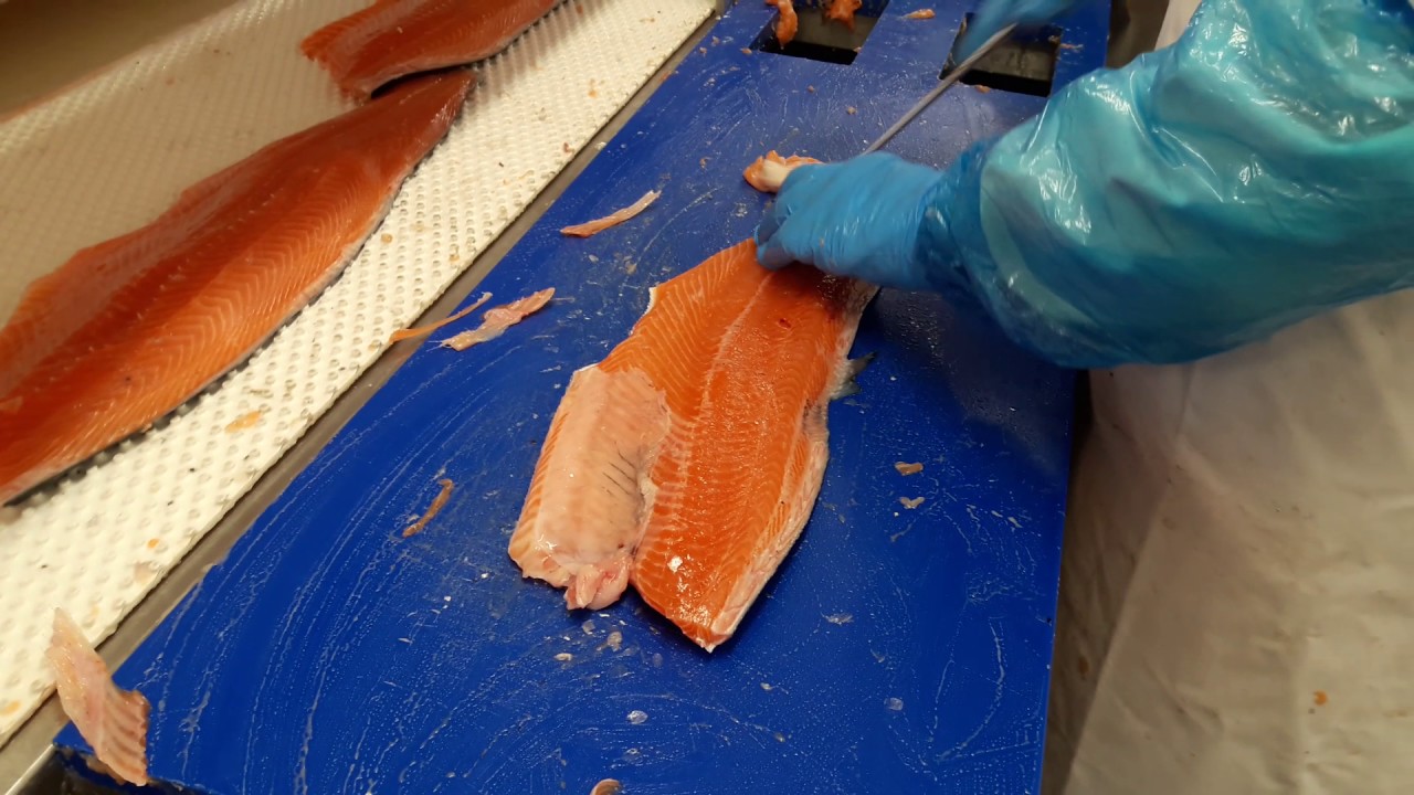 Salmon hand trimming