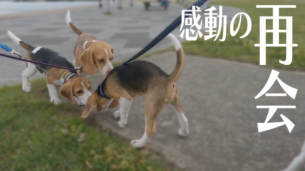 生後３か月のビーグルの子犬が１カ月ぶりにママと兄弟に会ってきたときの感動の様子がこちら。