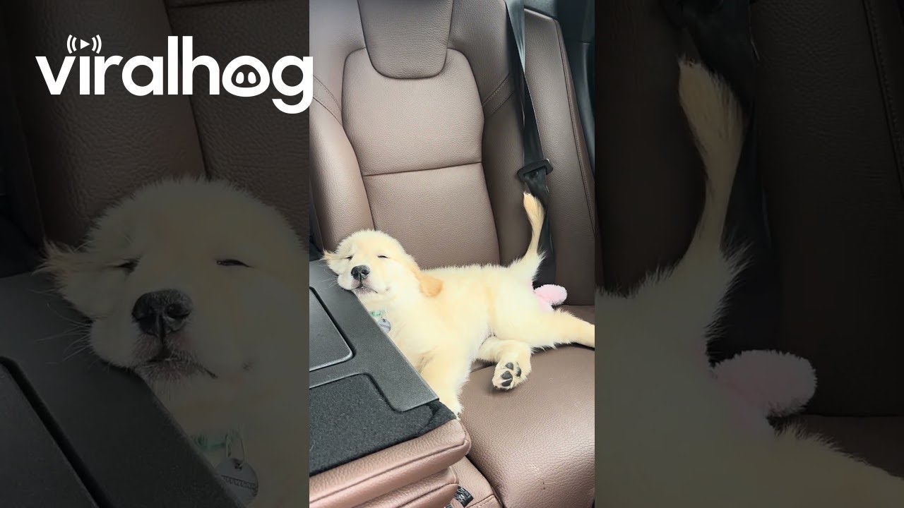 Golden Puppy Enjoys a Nap During First Road Trip || ViralHog