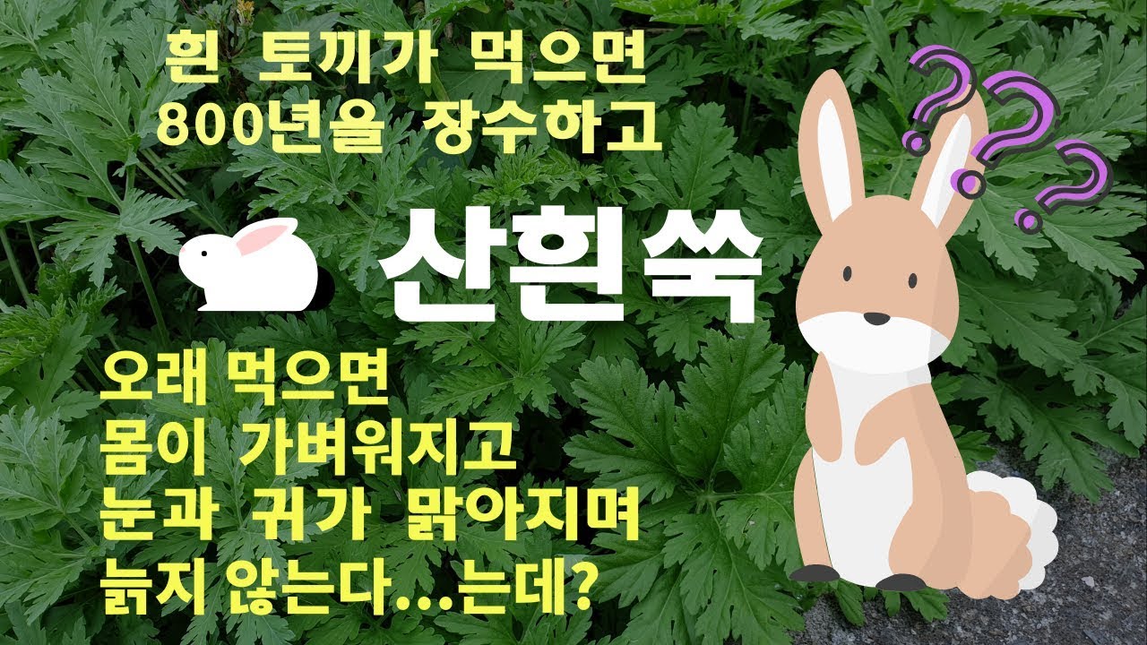 약용식물 산흰쑥 Artemisia sieversiana Willd 대자호(大籽蒿), 백호(白蒿)