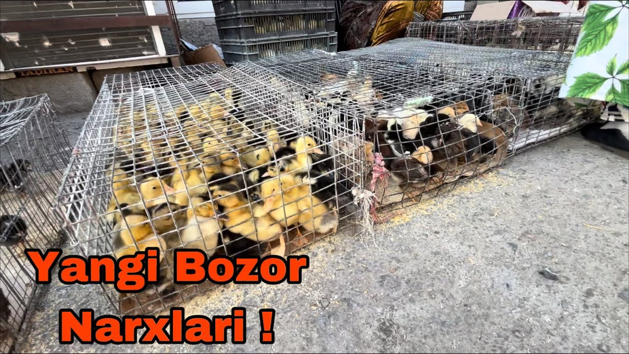 Navoiy Yangi Bozor Tovuq bozor narxlari !!