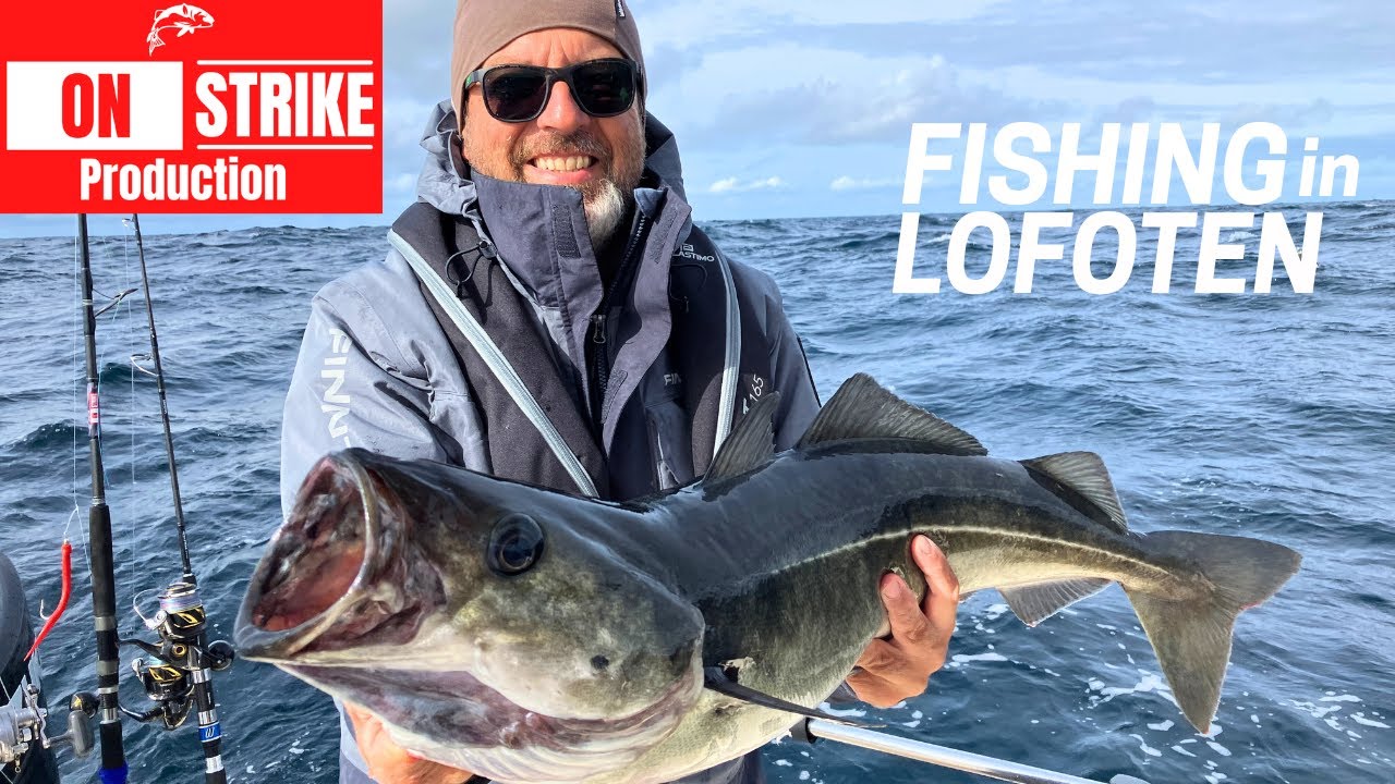 Fishing in LOFOTEN for Cod, Coalfish, Haddock, Pollack, Haddock, Rockfish & Halibut !!!