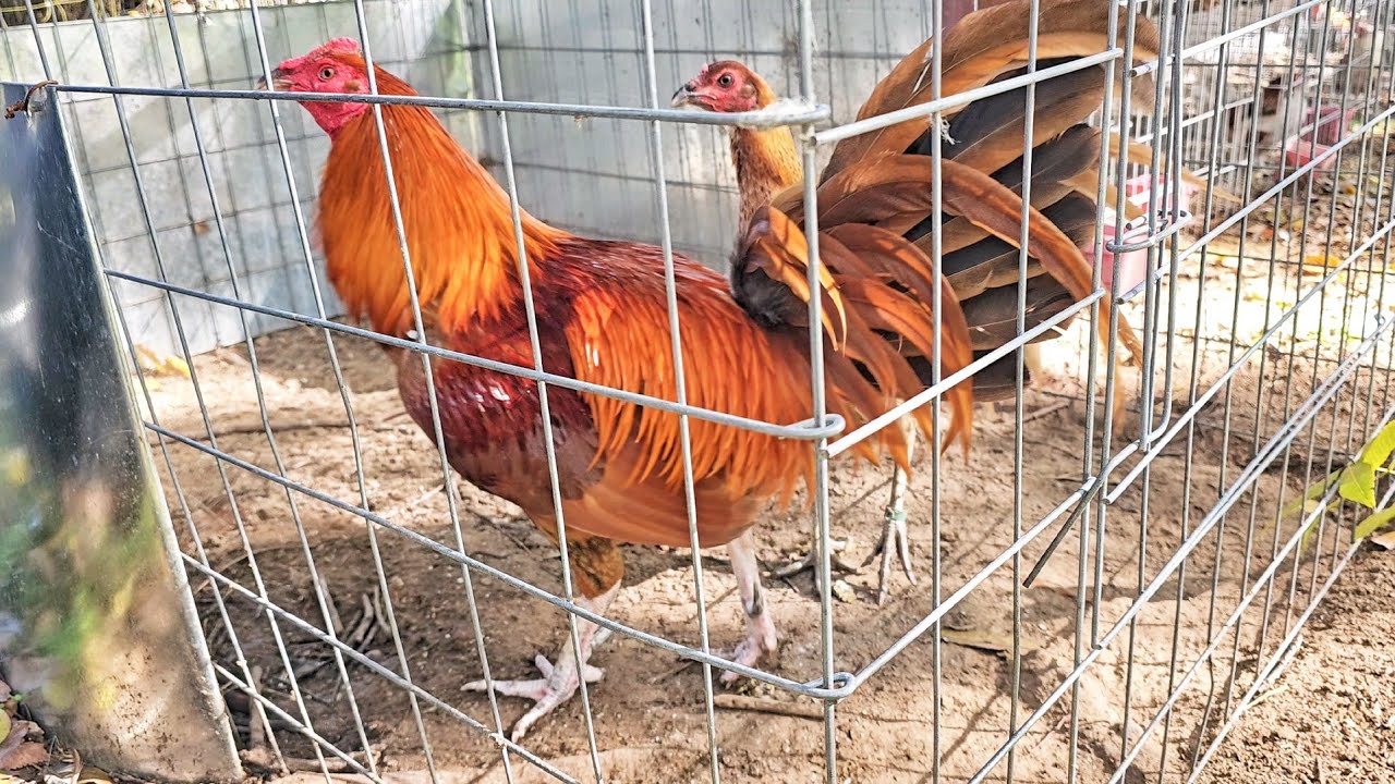 Mis Gallos Grandes! Ep.177