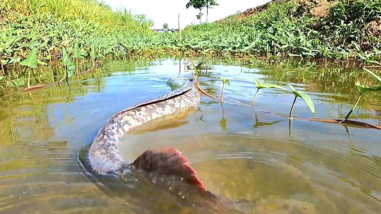 OMG  ! Catching fish in the canals near the road yields a lot of fish.