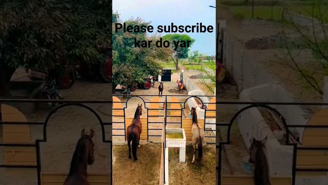 Horse lover|YouTube shorts|#short #short#horse #horselover#horsebeauty #trending2024