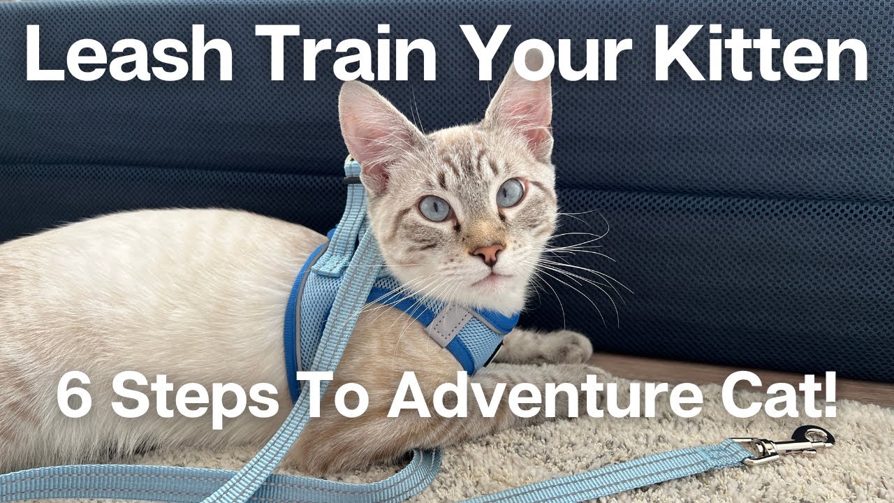 HOW TO LEASH TRAIN YOUR KITTEN IN 6 SIMPLE STEPS: Adventure Cat Advice For Beginners | Loki & Elena