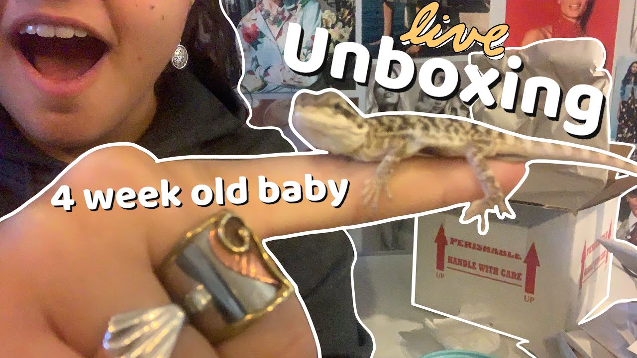 Baby Bearded Dragon Unboxing and First Meal 2020 // Imperial Reptiles Miami