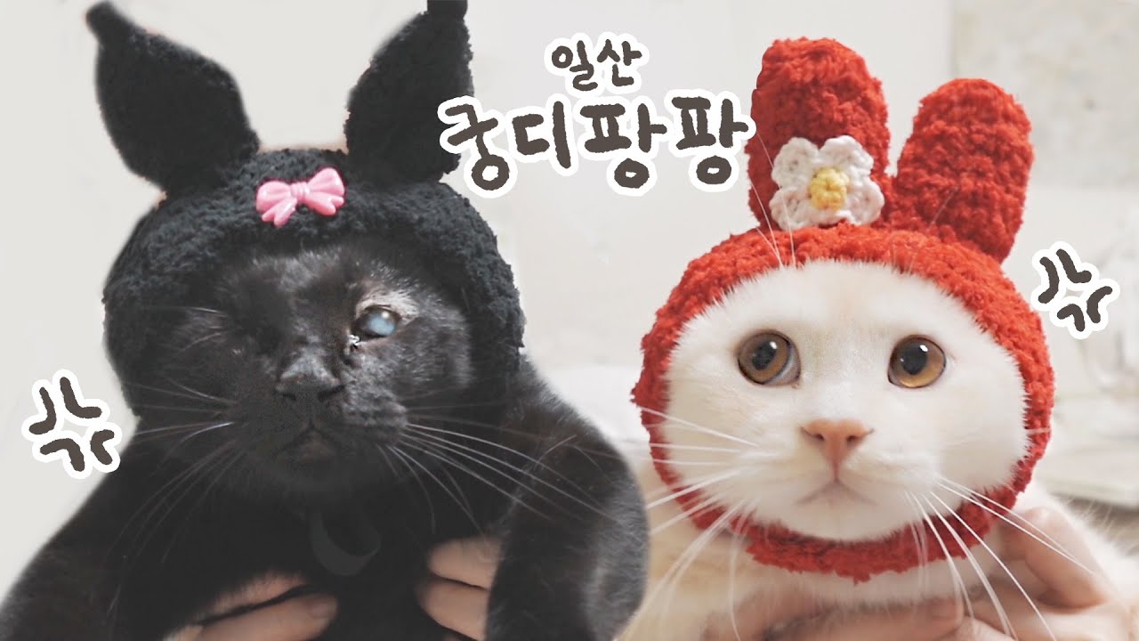오늘 아침에 다녀왔습니다..일산 궁디팡팡 캣페스타 털기🛒