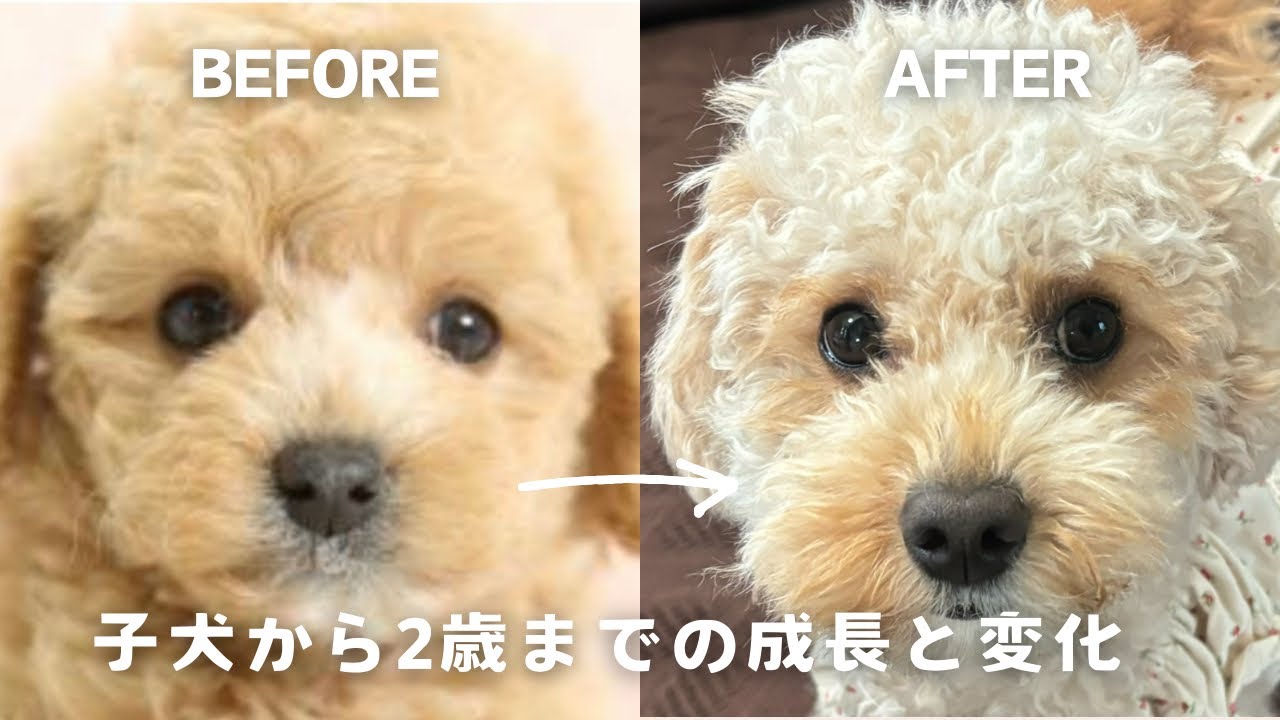 【マルプー成長記録】子犬から2歳までの成長と変化