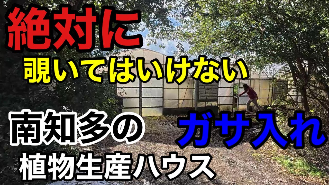【一般人は入れない】生産が激減してる植物を大量に作ってる現場をおさえました。　　　　　　　　　　　　　　　　【園芸超人カーメン君】【愛知洋蘭】