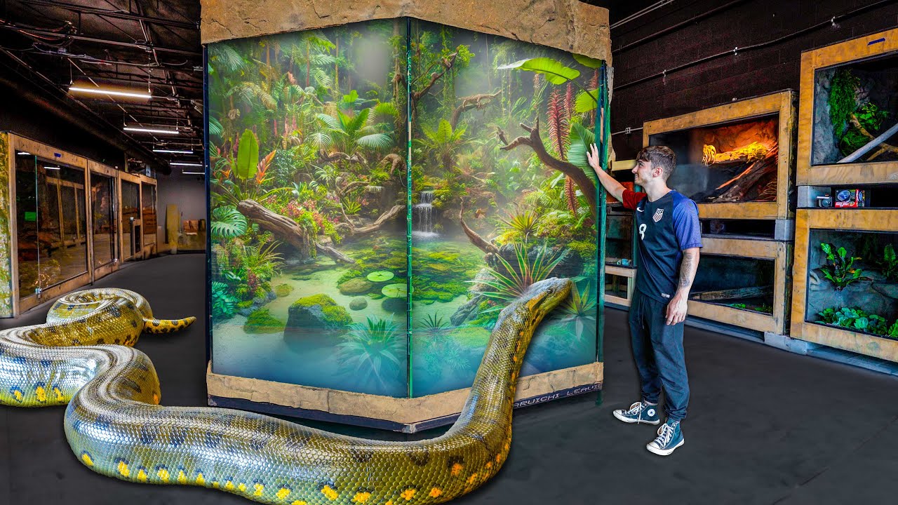 Giant Green Anaconda Exhibit Arrived at The Zoo!