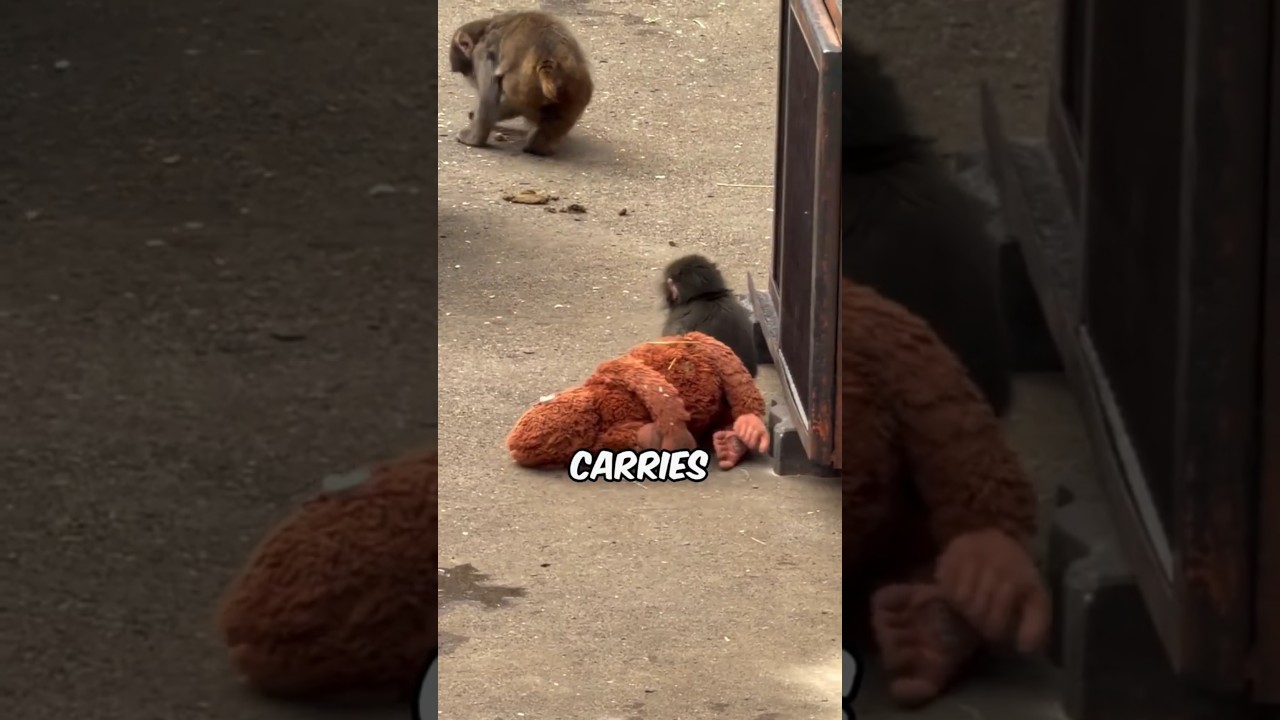 Почему этот детеныш обезьянки с игрушкой может вас расстроить 😢