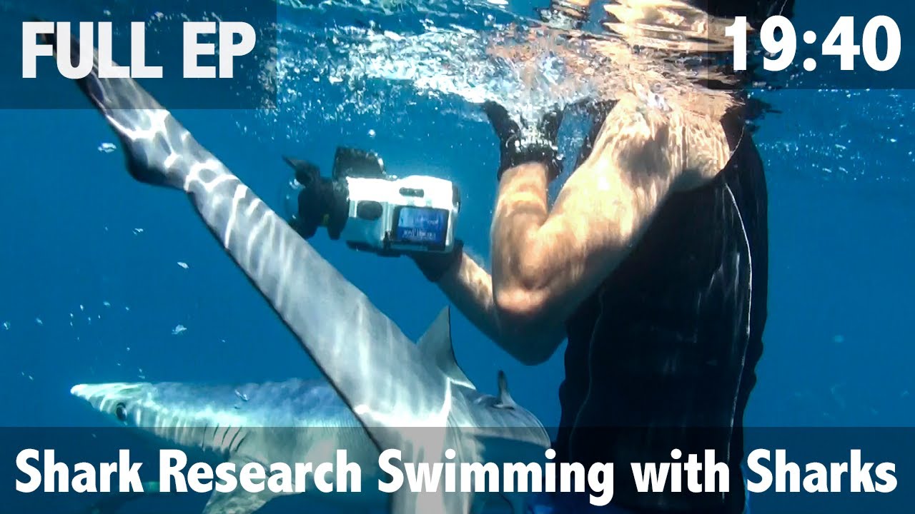 Shark Research Swimming with Sharks