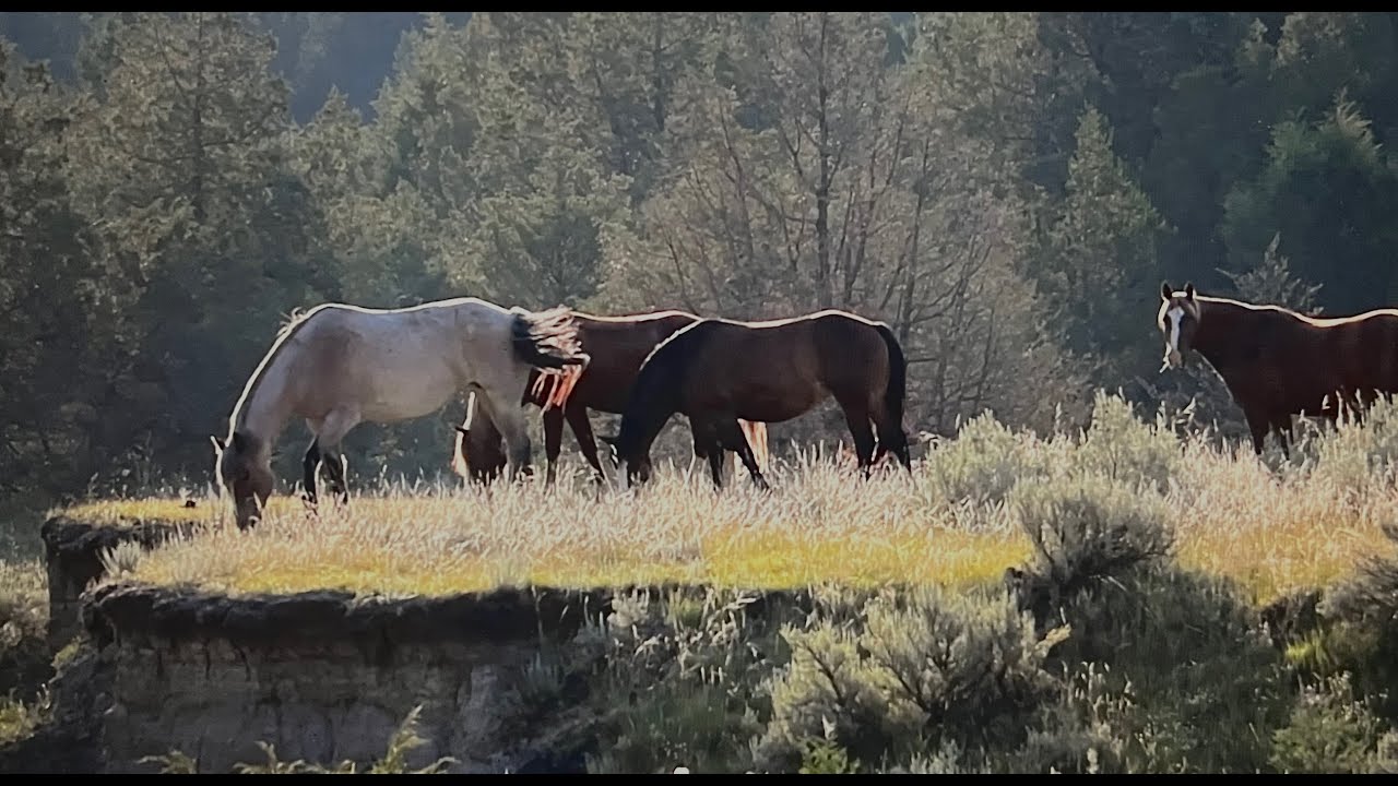 Wild Horses of America S1 Ep 24 Theodore Roosevelt National Park in North Dakota by Karen King