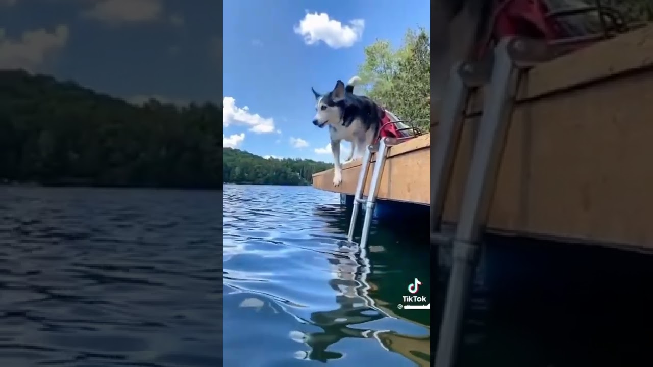 Videos graciosos #animales #gracioso #tiktok #viral