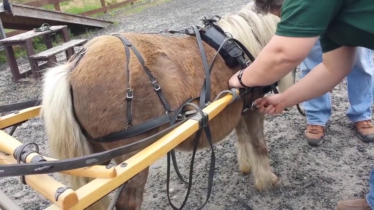 'Driving Charisma'   How To Harness and Drive a Pony or Miniature Horse