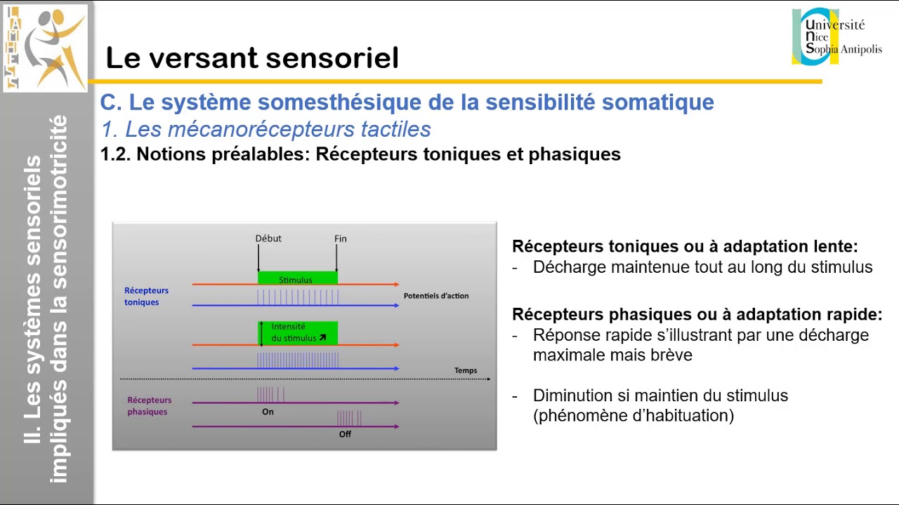 III. Le versant sensoriel: Le toucher