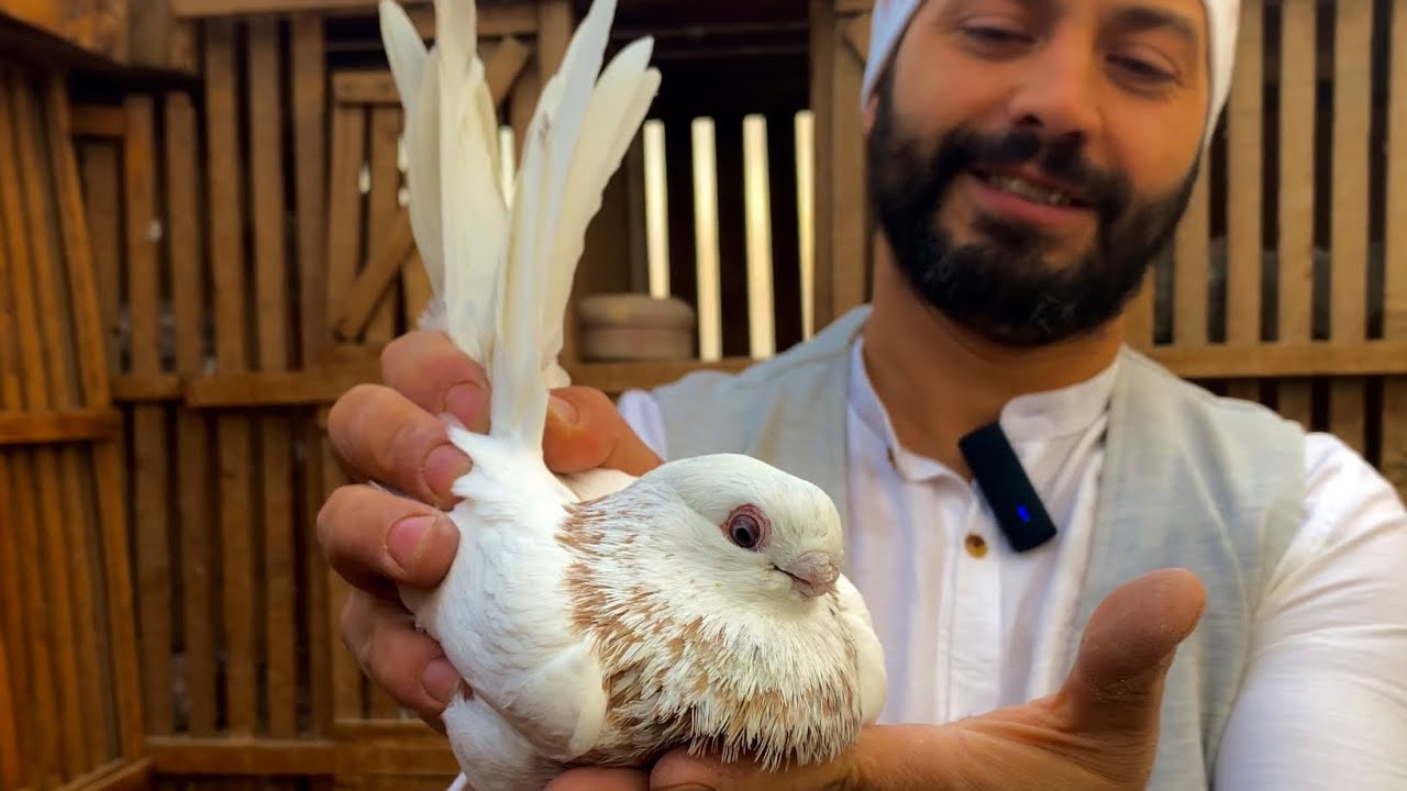 الحمام (الصافي) مع (موكش) القاهرة  _العبور 🕊️🌿❤️🌹🇪🇬