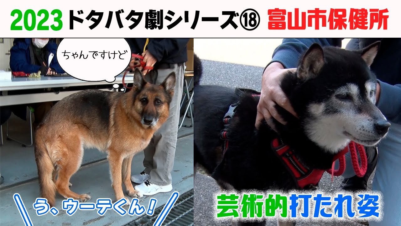 2023狂犬病予防注射会場のドタバタ劇⑱ 富山市保健所編