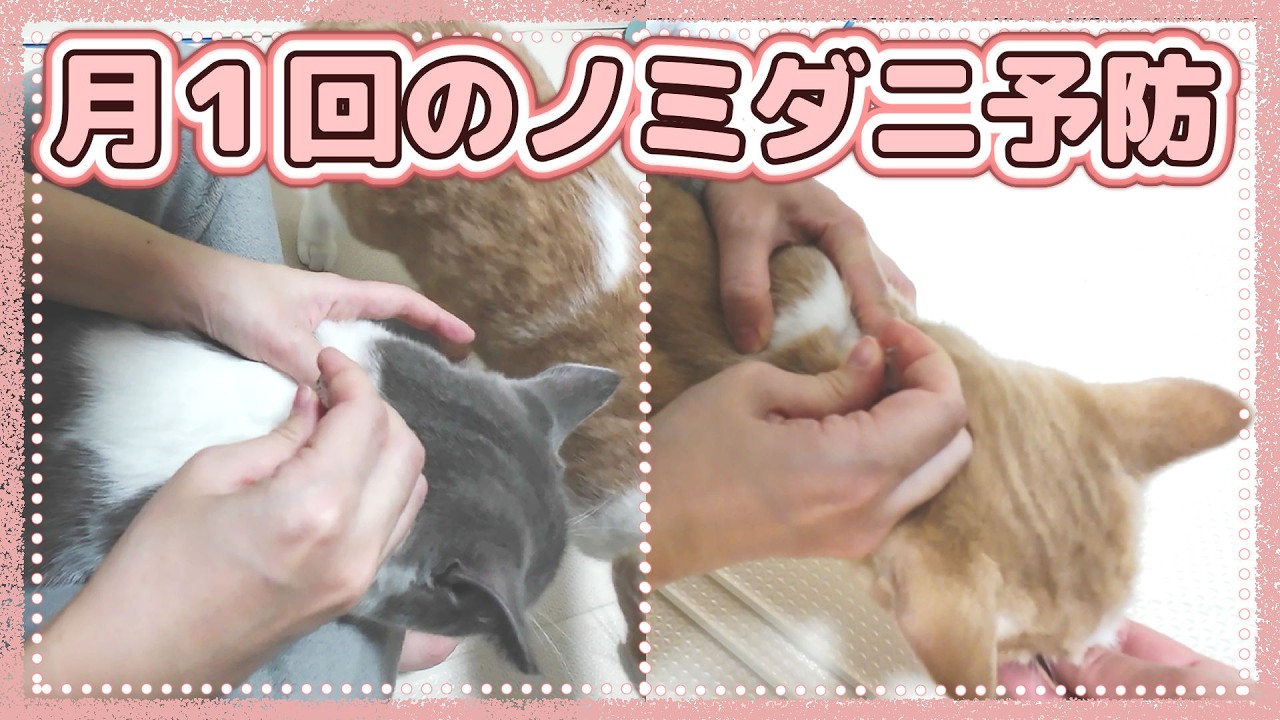 月１回のノミダニ予防薬の日です