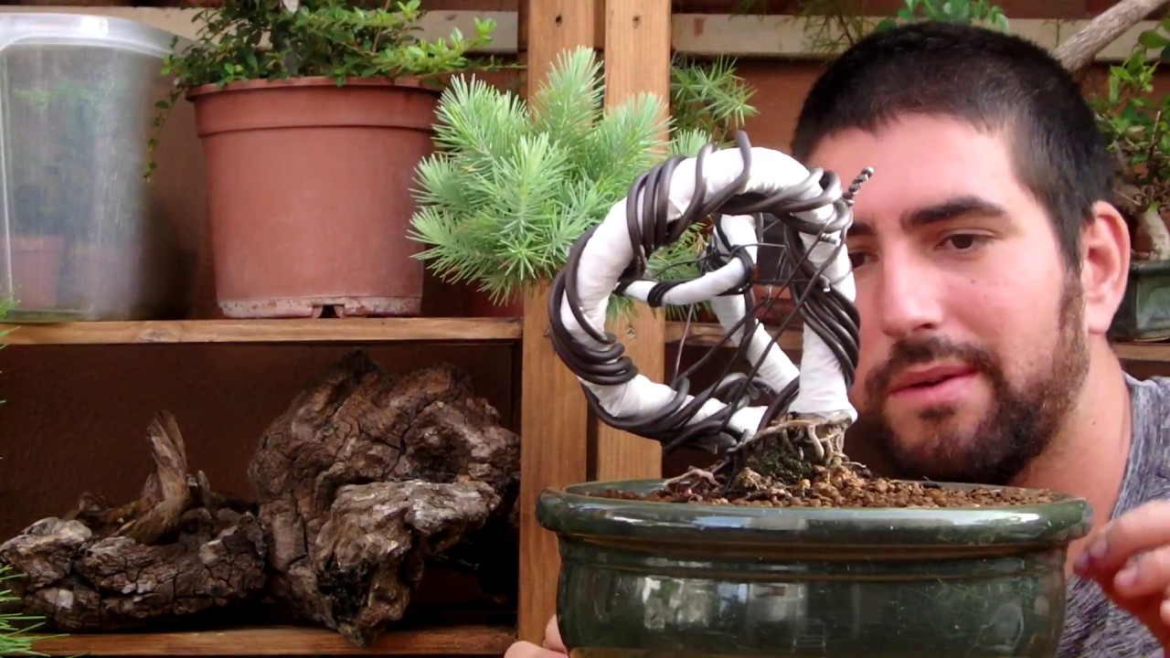 como hacer un bonsai con un pino de vivero - parte 1