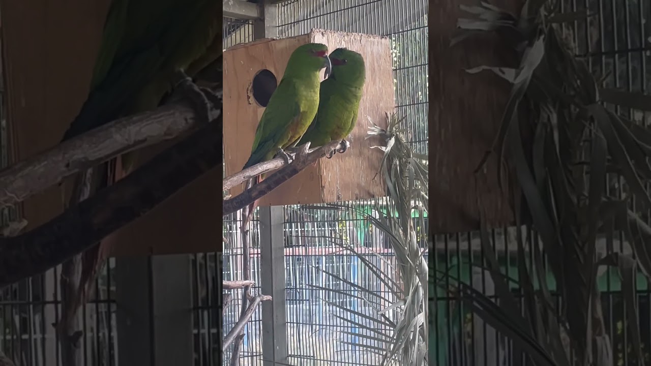 Loros choroy criadero Anmella