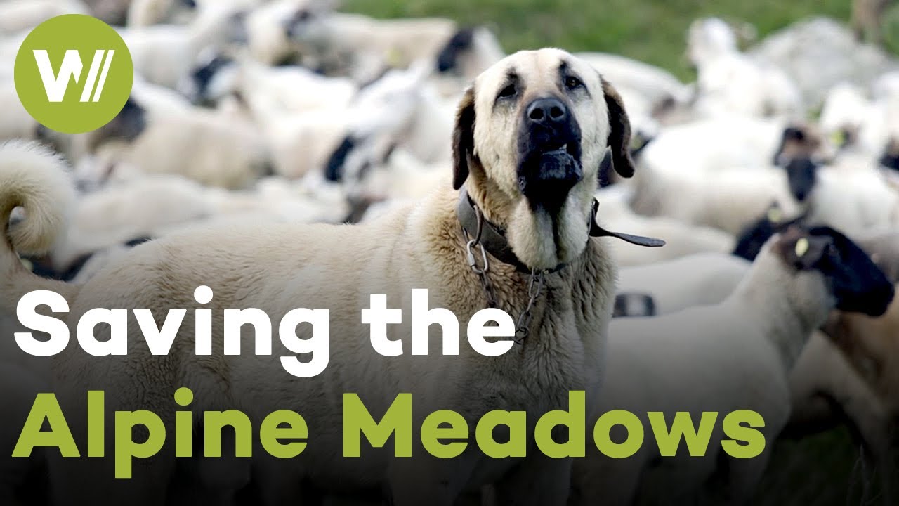 Switzerland: Mountain Shepherd's Battle to Save the Alpine Paradise | Paradise Preserved (5/5)
