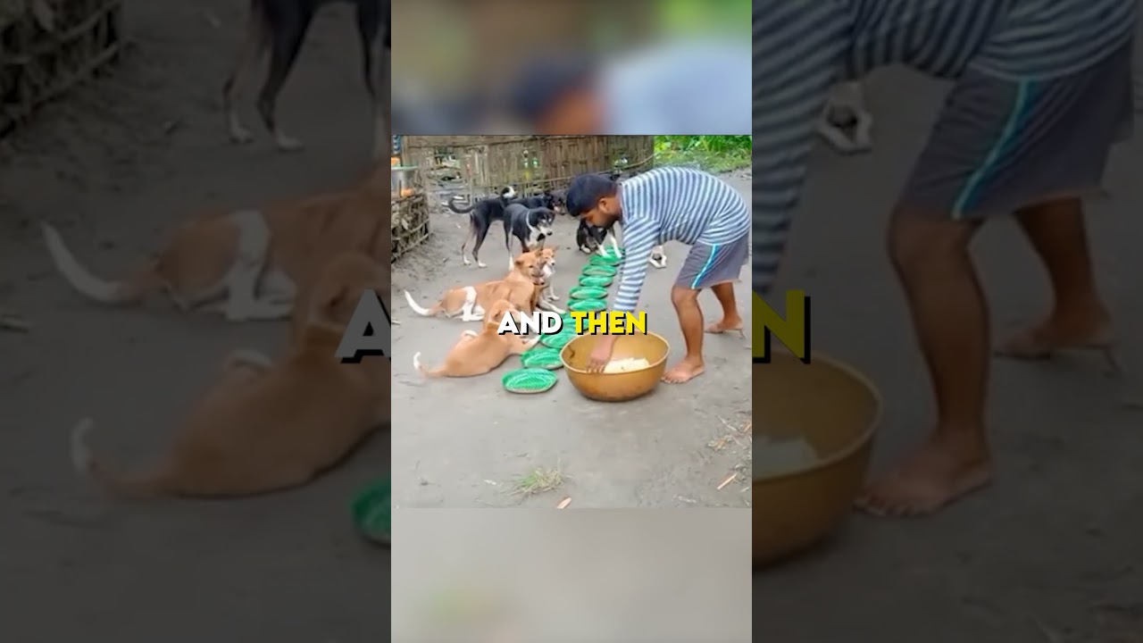 Poor Man feeds Stray Dogs everyday 🥺❤️