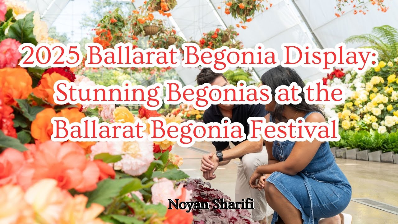 2025 Ballarat Begonia Display: Stunning  Begonias at the Ballarat Begonia Festival #BallaratBegonia