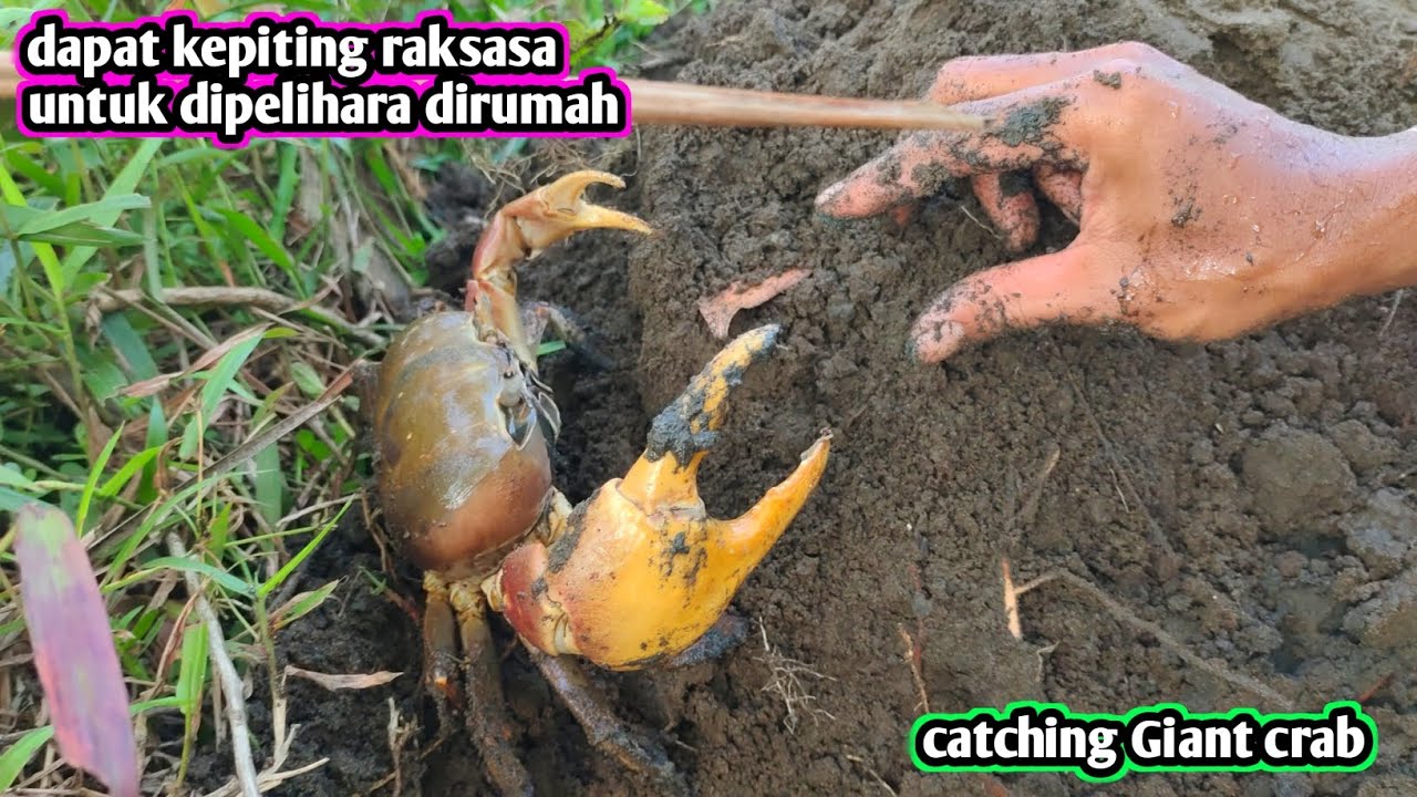 LUBANGNYA BESAR KEPITINGNYA JUGA BESAR