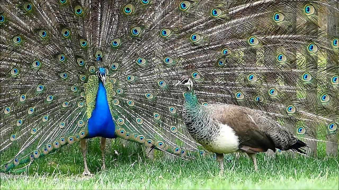 blauer Pfau ruft! Rad schlagen, Tanz und Geräusche. Männchen bei der Balz