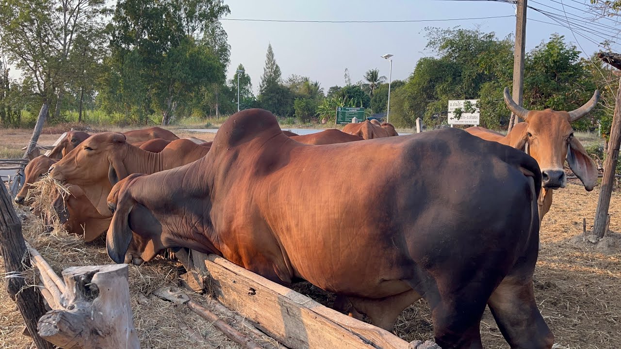 В Кхок Тапиа, прежде чем вы это заметите, коровник снова будет полон. Все они здоровы и упитанны,...