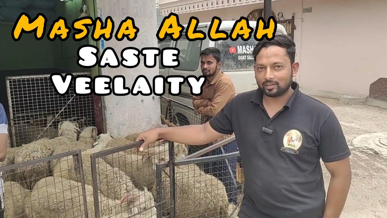 Mashallah goat  Hyderabad | saste Vilayati baby sheeps and hyderabadi goat's in Hyd