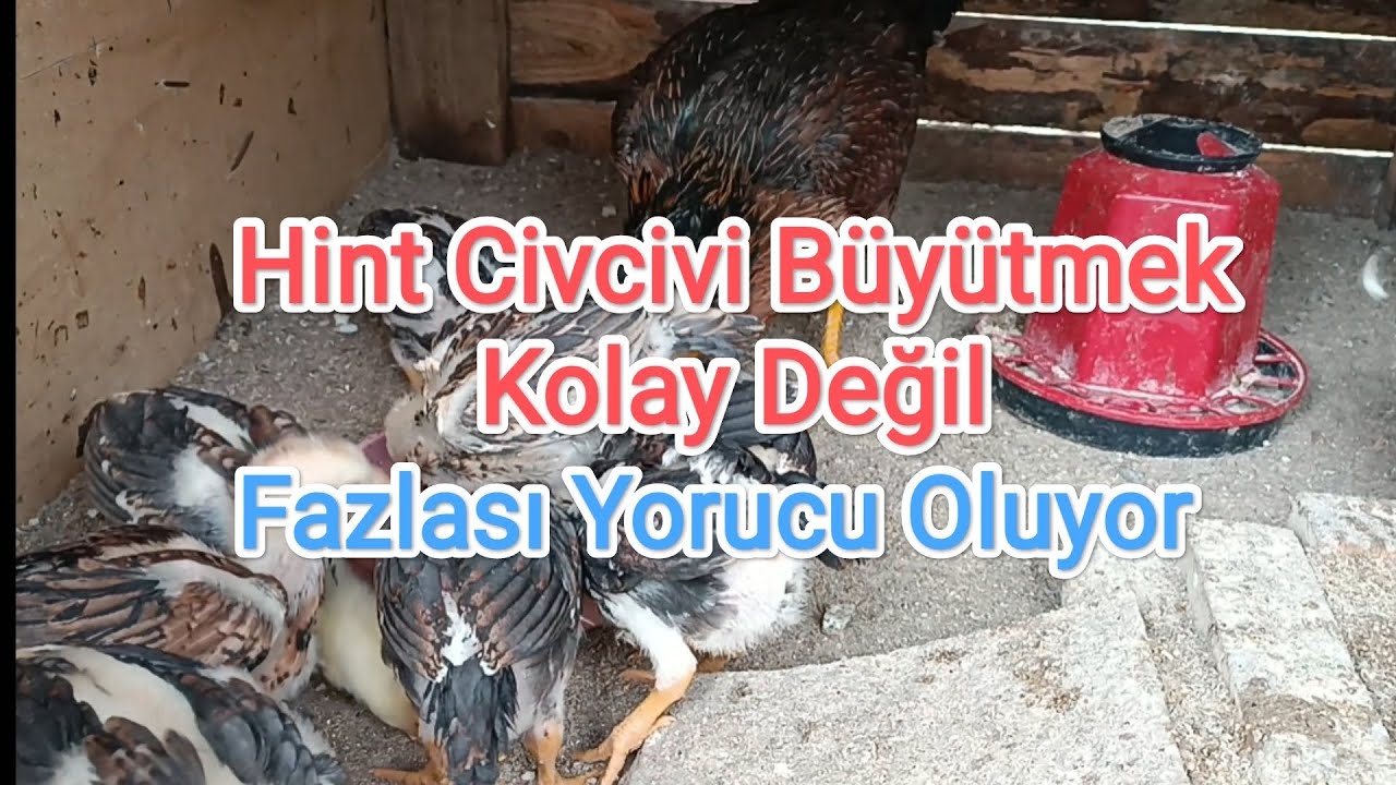 Hint Civcivi Büyütmek Kolay Değil.Fazlası Yorucu Oluyor.