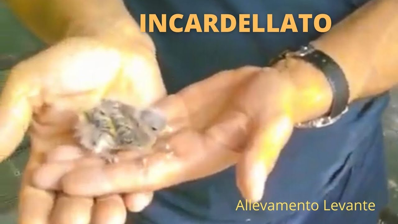 incardellato