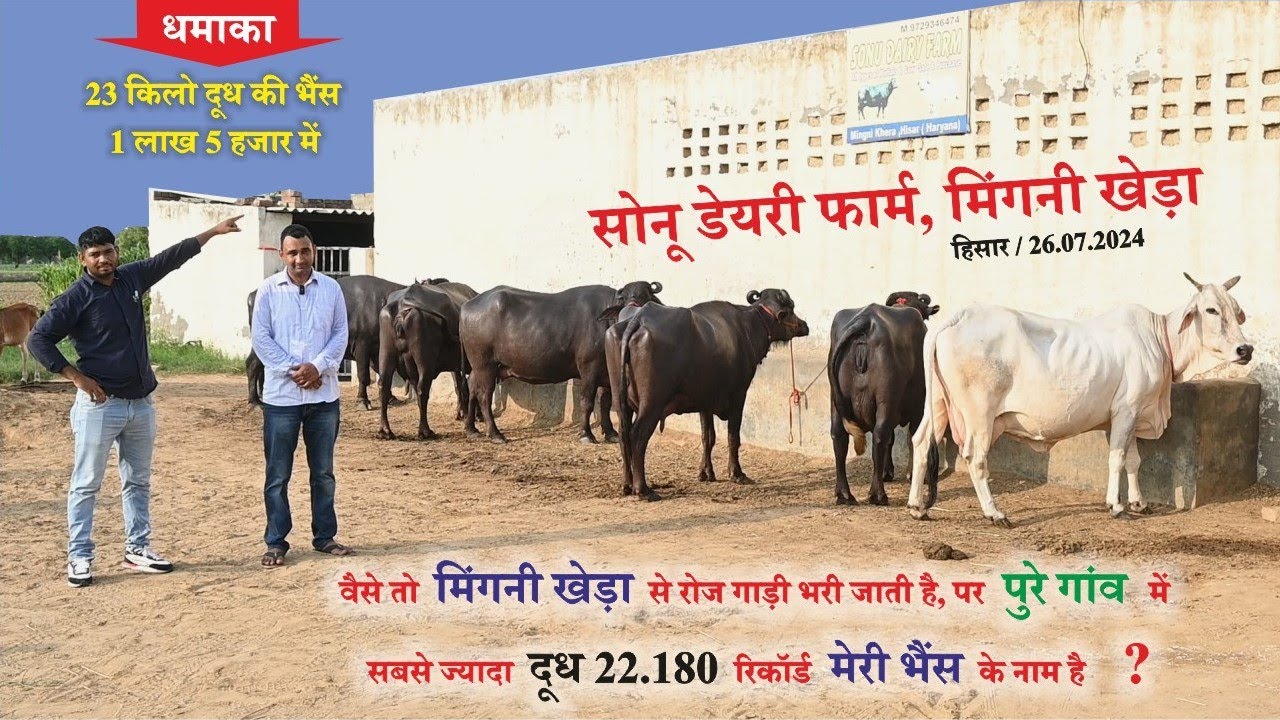 23 किलो दूध की भैंस 1 लाख 5 हजार में || Sonu Dairy Farm Mingni Khera, Hisar