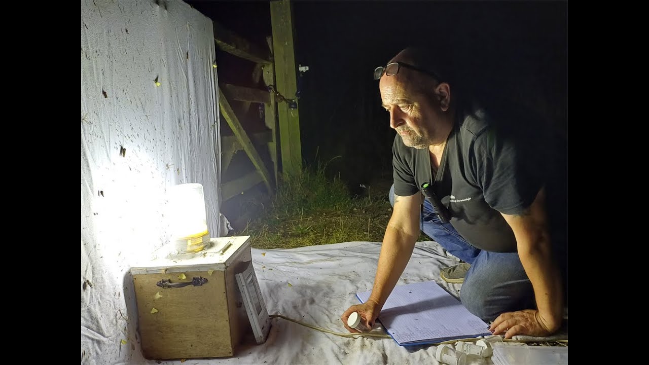 Moth trapping - Besthorpe GP September 2nd 2024