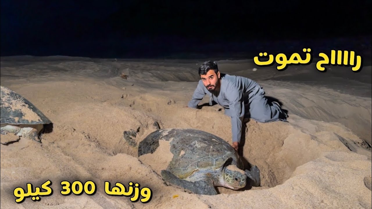جزيرة بأكملها سلاحف مخيفة الموت ينتشر 🇴🇲 Turtles lsland