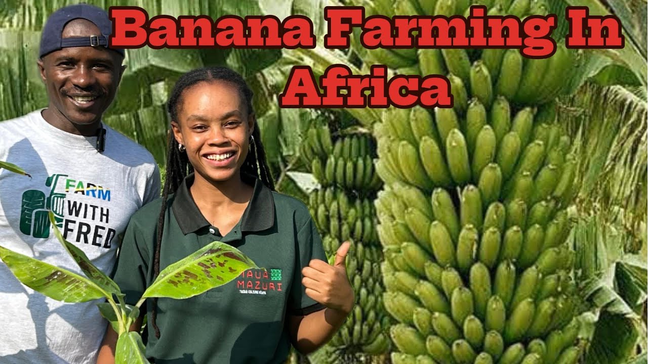 Inside Tanzania’s Banana Goldmine. From Lab to Farm to Global Market |Getting Rich in Banana farming