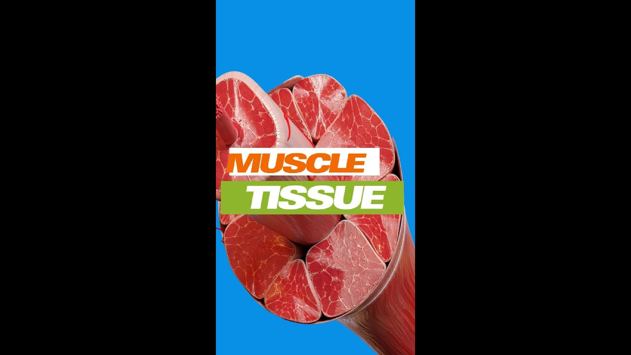 GENERAL BIOLOGY I | MUSCLE TISSUE - ANIMALS