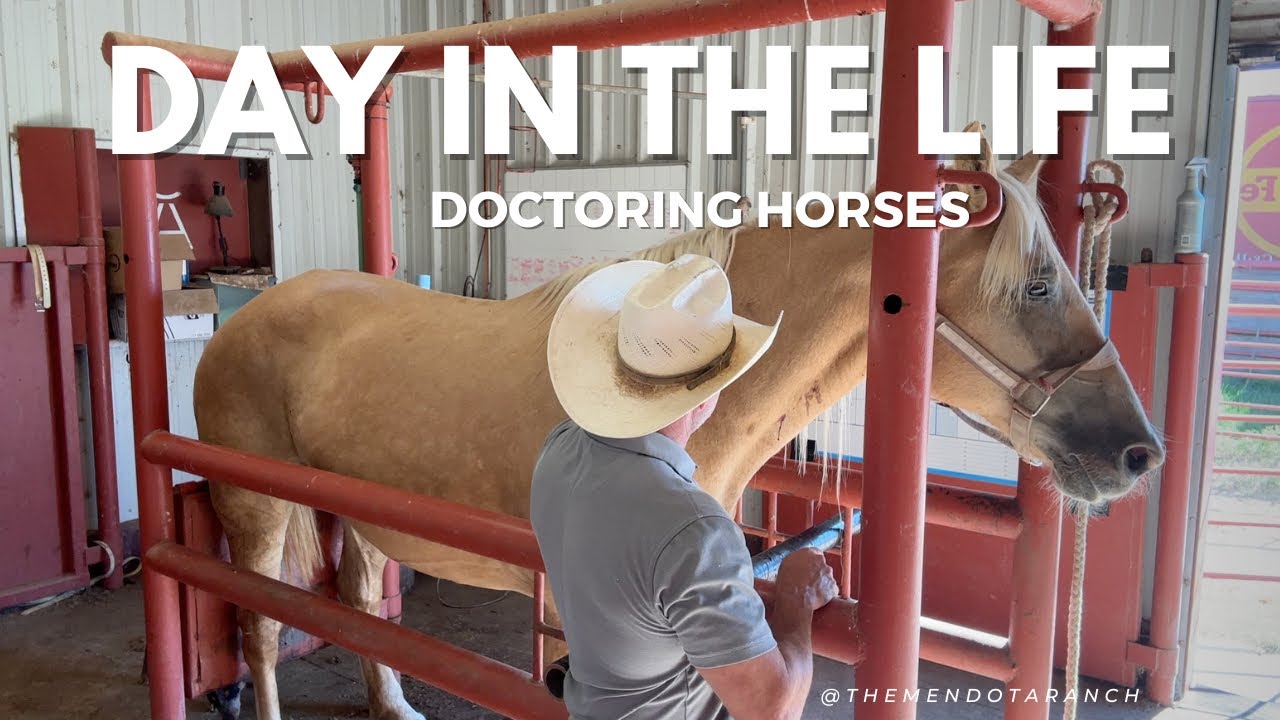 Doctoring horses #horse #ranchi #horselover