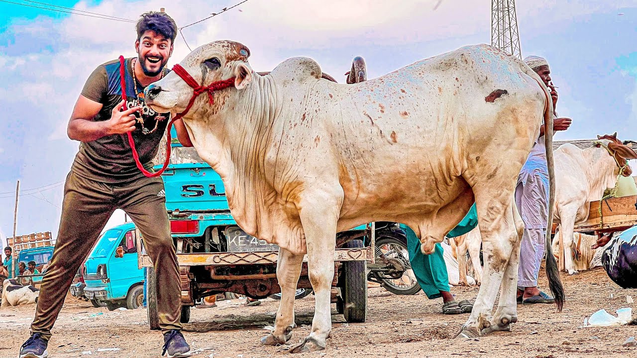 JANWAR NE TABAHI MACHA DI😭 | ROCKET BACHRA | COW MANDI BAKEA EID