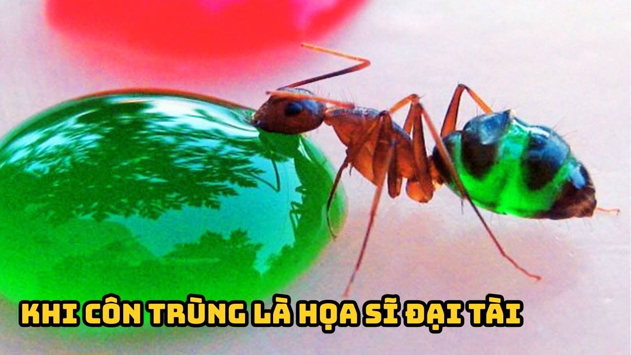 Thế Giới Côn Trùng Tuyệt Diệu Với Đầy Những Sinh Vật Độc Lạ Đến Khó Tin || Bún Đậu REVIEW