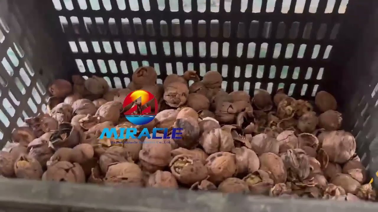 This Industrial Walnut Cracking Machine CRACKS Walnuts PERFECTLY! (99% Whole Kernels!)