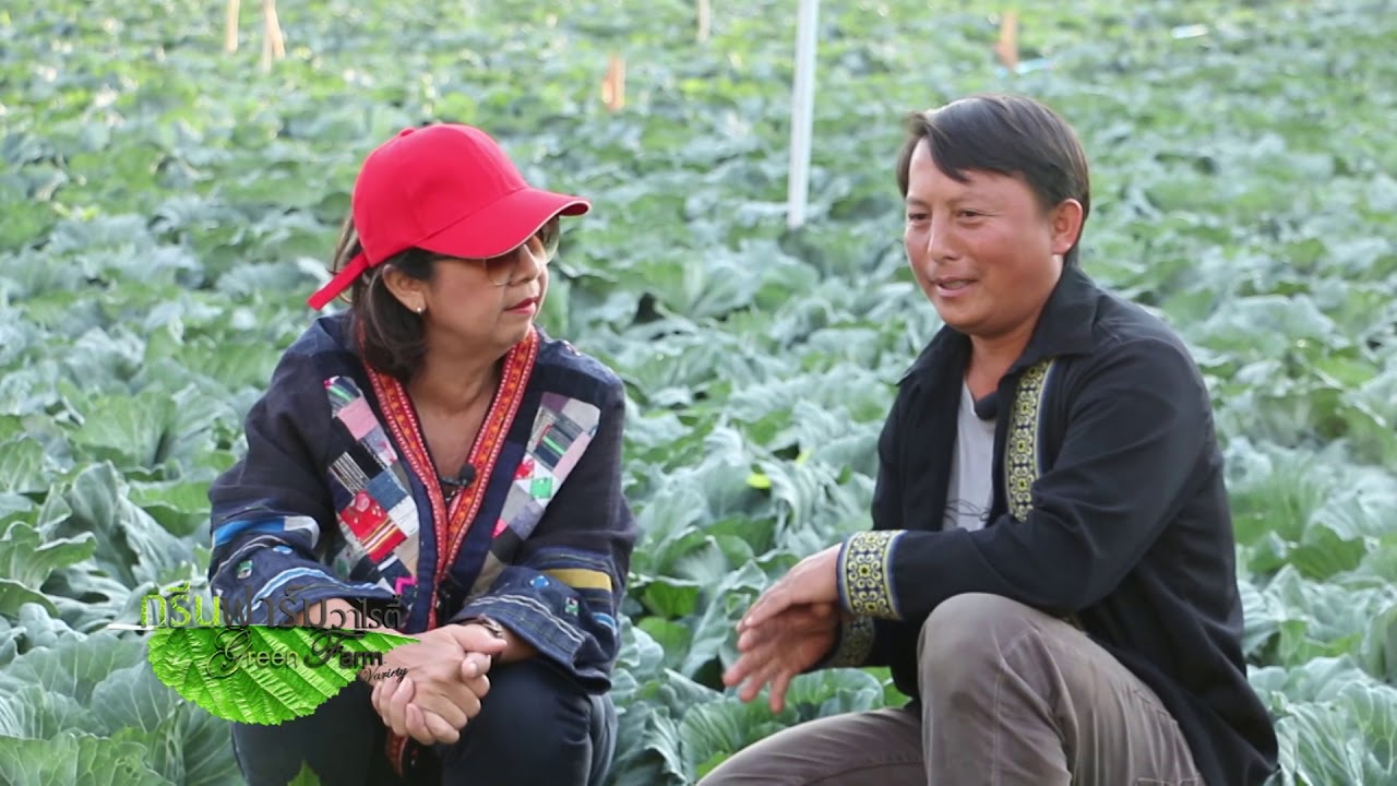 กรีนฟาร์มวาไรตี้ กะหล่ำปลีที่ ภูทับเบิก B2 (4-4-63)